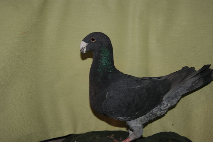 DSC_0042fem.2013vinduta; cr.f.ovidiu
