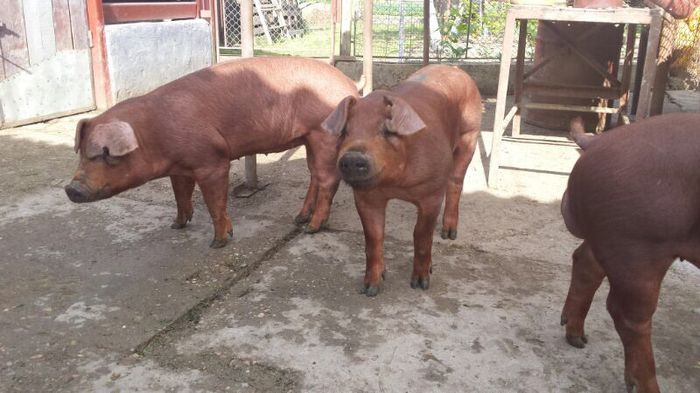 image - Porci duroc si mangalita