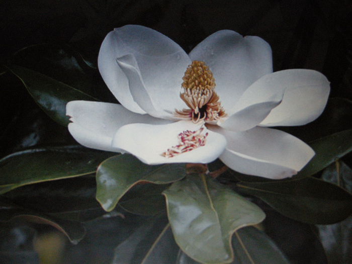 DSCN7667; floare parfumata de magnolia Grandiflora
