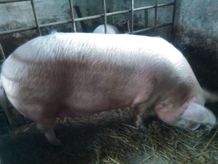  - PORCI
