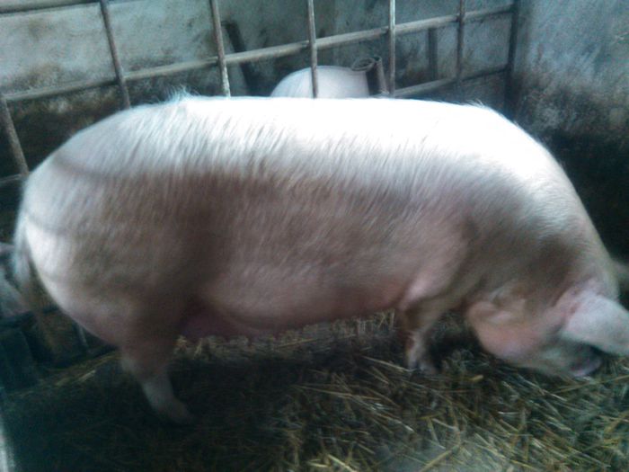 gestanta 100 zile - PORCI