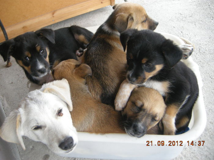 DSCN9906; si minunile vietii la tara....
