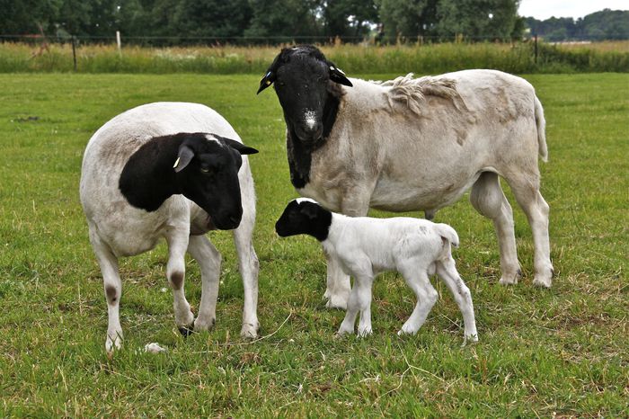 O familie de dorperi frumosi - Rase de oi si capre-Poze deosebite-6