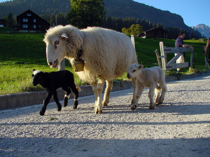Oaia cu doi mielusei - Rase de oi si capre-Poze deosebite-6