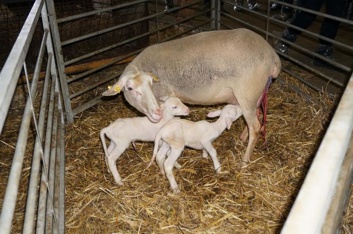 Oaie de lapte cu doi miei - Rase de oi si capre-Poze deosebite-6