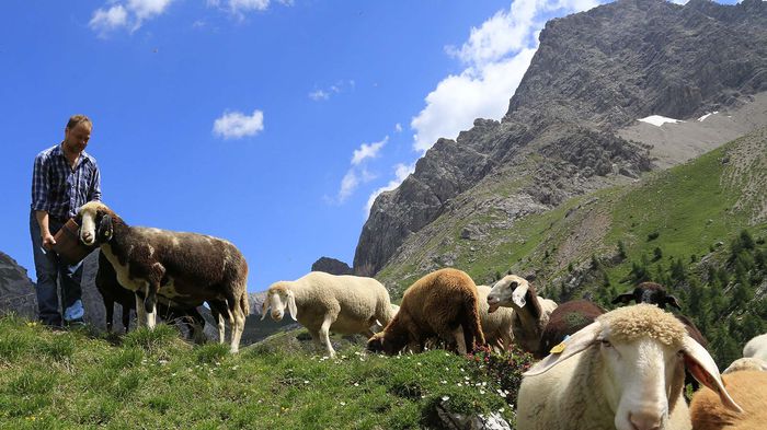 Oi in Alpii Elvetieni - Rase de oi si capre-Poze deosebite-6