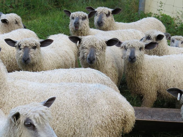 Oi pentru lana fina - Rase de oi si capre-Poze deosebite-6