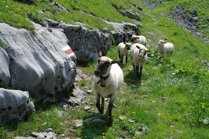 Oile respecta traseul - Rase de oi si capre-Poze deosebite-6