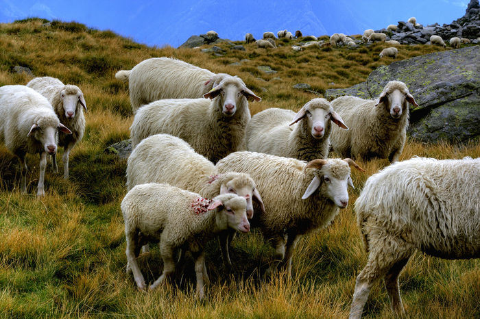Oitele cele frumoase - Rase de oi si capre-Poze deosebite-6