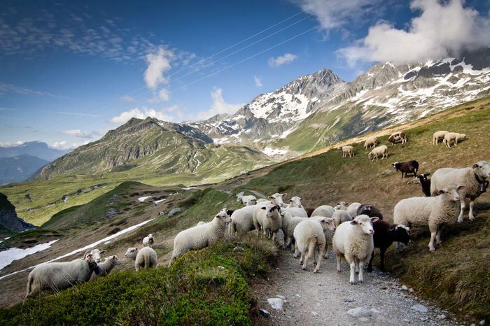 Pe carari de munte - Rase de oi si capre-Poze deosebite-6