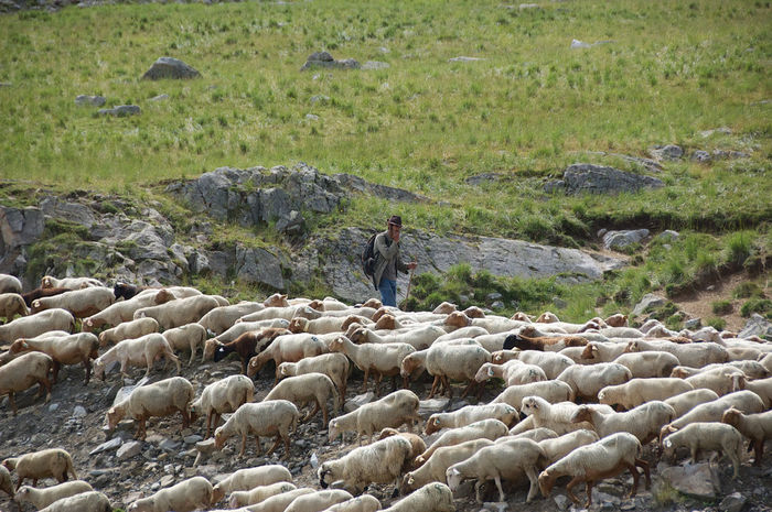 Prin Muntii Alpi cu turma-7