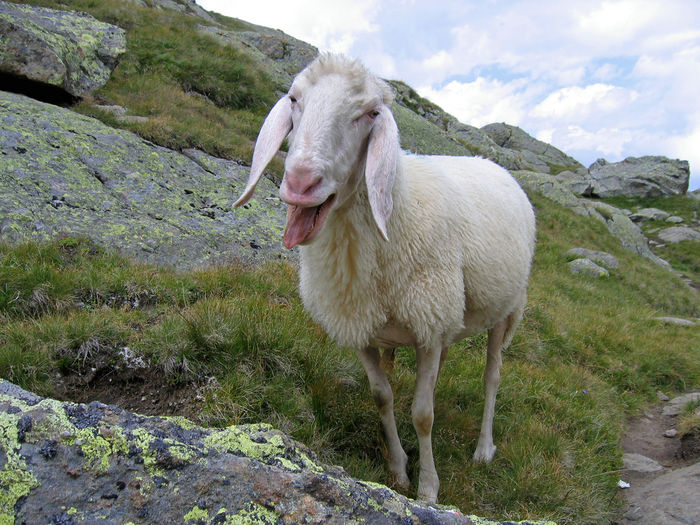 Sa zicem ceva frumos