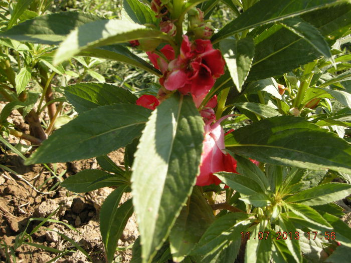 DSCN6731 - plante de gradina