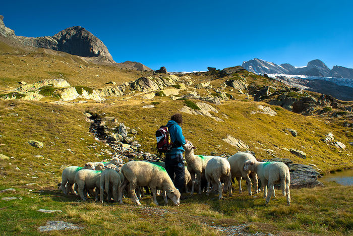 Turistul cu oile frumoase