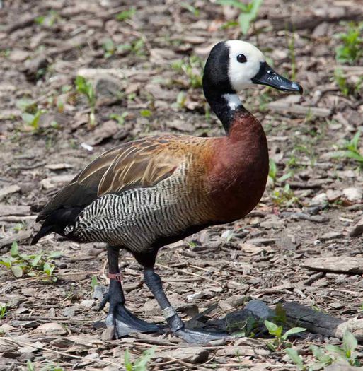 gasca flueratoare vaduva