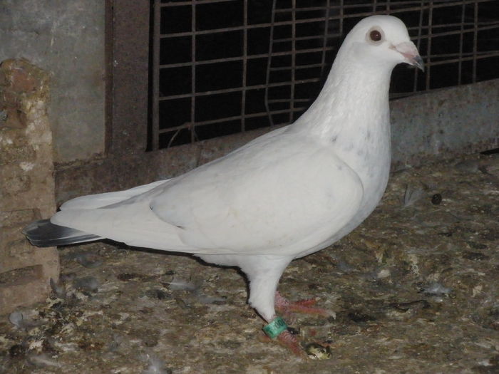 vanduta Nandor Simon