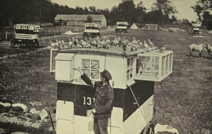 BritishMilitaryPigeonCoops - PORUMBEI SOLDATI