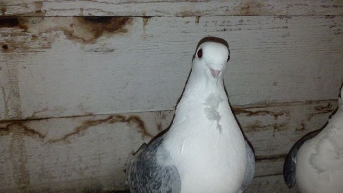 2015-01-20_18-35-19_3