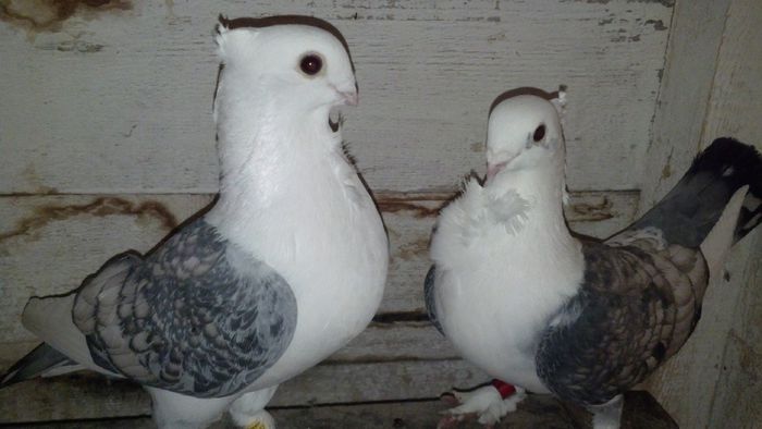 2015-01-20_18-35-52_661