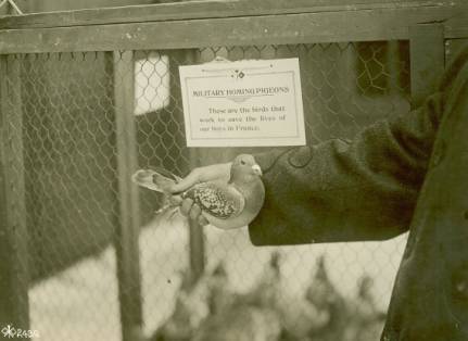 military-homing-pigeon