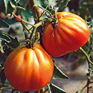 ROSII CUORE d ALBENGA 4