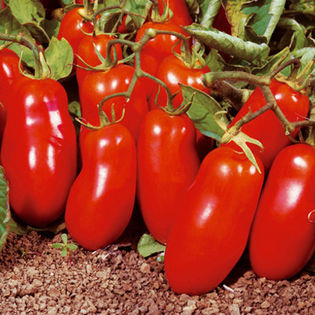 ROSII SAN MARZANO 5