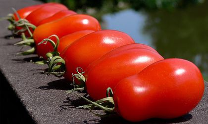 ROSII SAN MARZANO 6 - ROSII SAN MARZANO