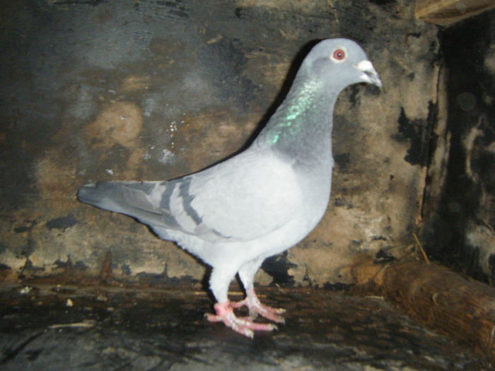 DSCF2370; F -2013  30 RON
