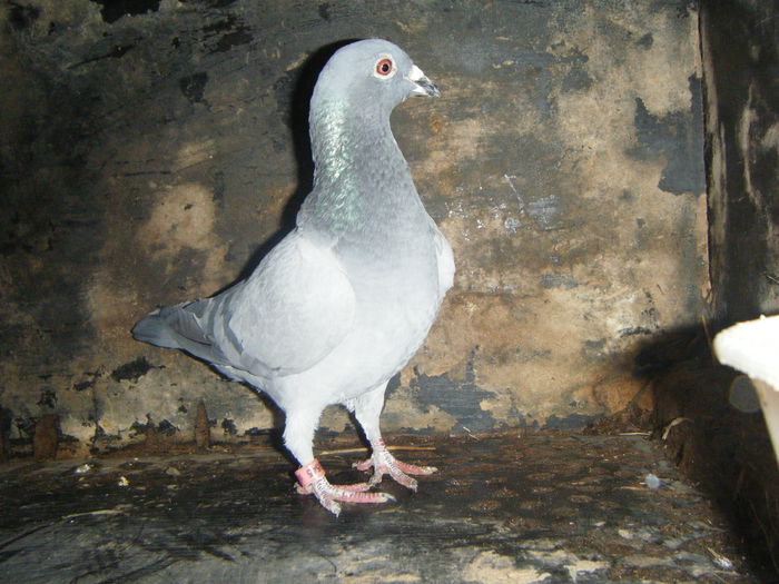 DSCF2371; F -2013  30 RON
