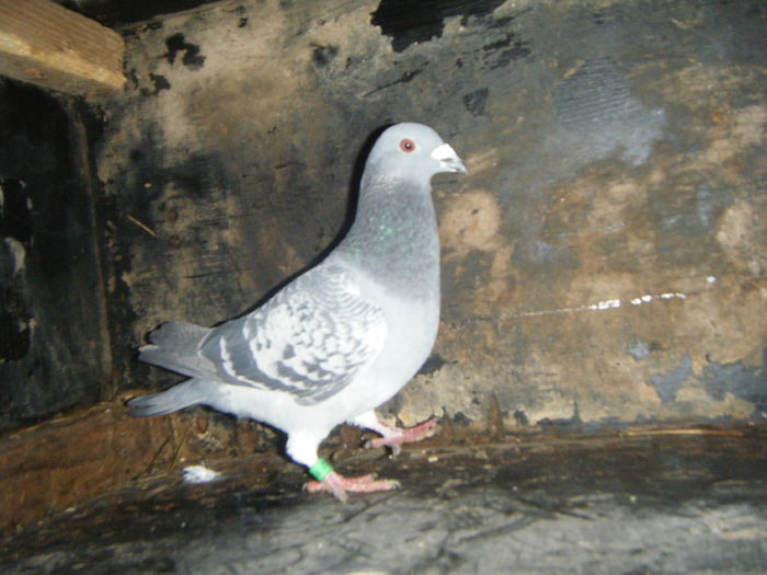 DSCF2372; M-2014     30 RON
