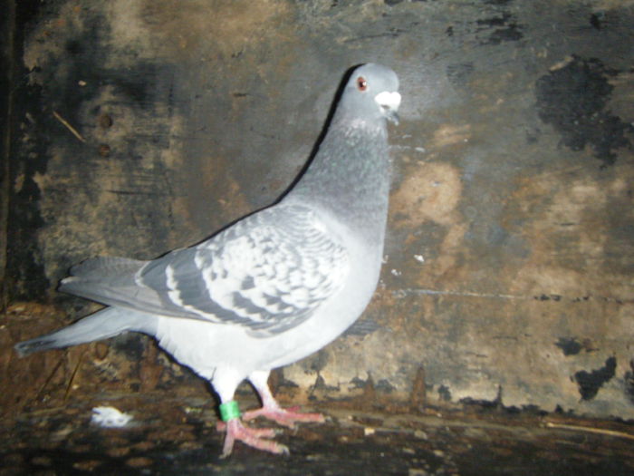 DSCF2373; M-2014     30 RON
