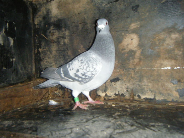 DSCF2375; M-2014     30 RON
