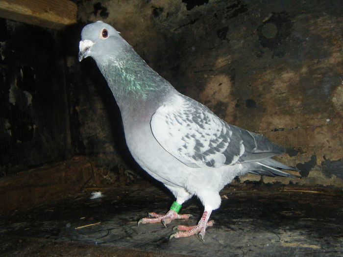 DSCF2381; M-2014    30 RON
