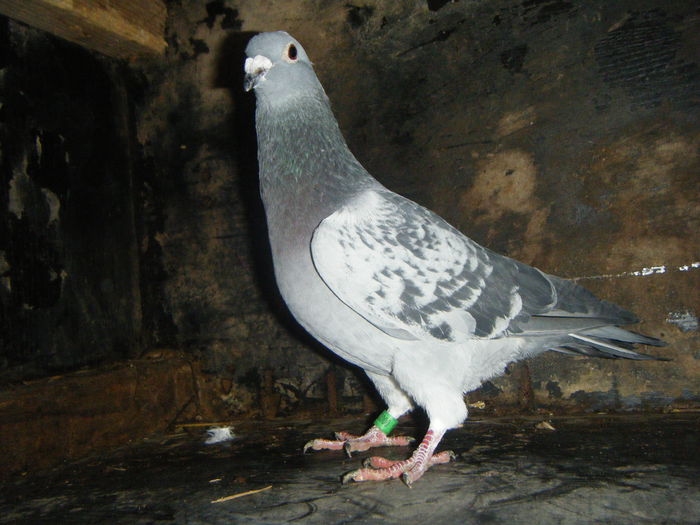 DSCF2382; M-2014    30 RON
