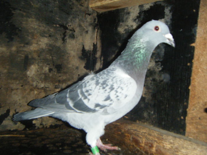 DSCF2383; M-2014    30 RON
