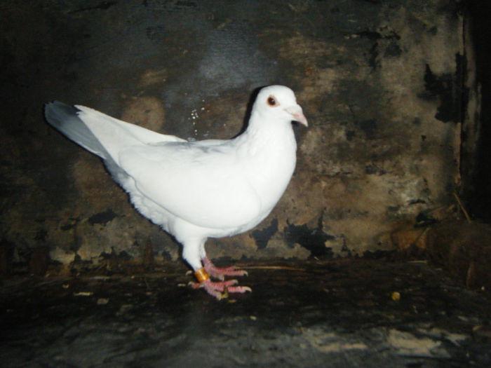 DSCF2385; F-2014   30 RON
