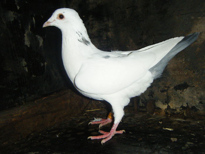 DSCF2386; F-2014   30 RON
