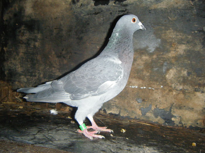 DSCF2387; M-2014   30RON
