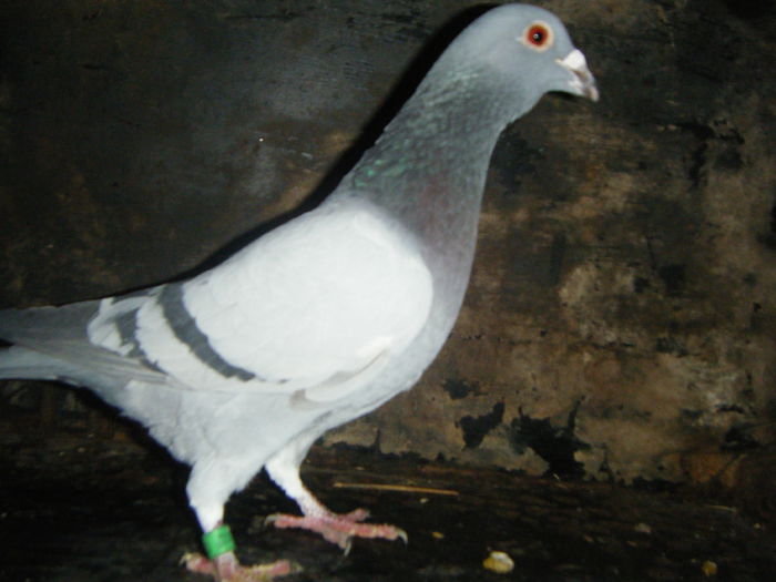 DSCF2392; M-2014   30 RON
