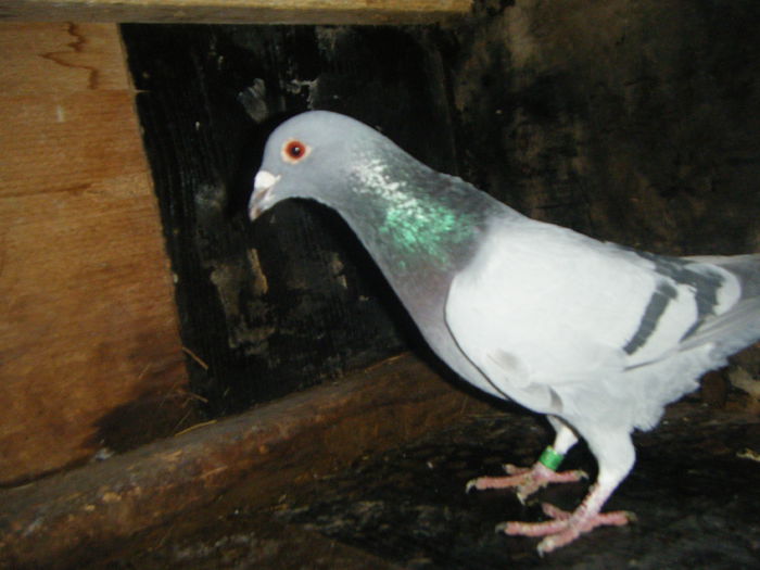 DSCF2394; M-2014   30 RON
