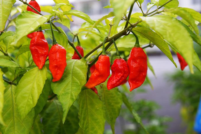 ardei NAGA BHUT JOLOKIA 4 - NAGA BHUT JOLOKIA