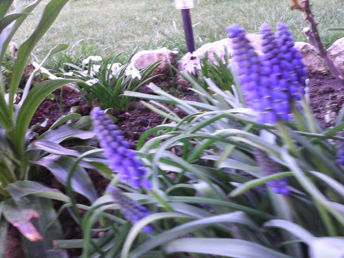 Muscari