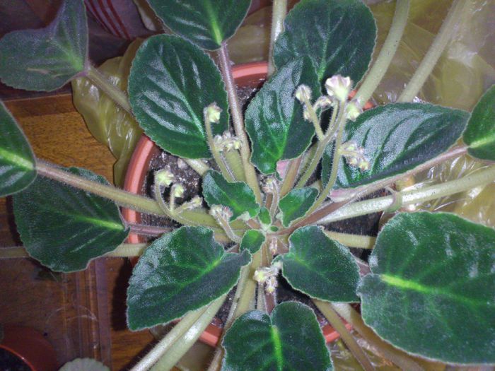 DSC_0168; Tot 7 tije cu boboci
