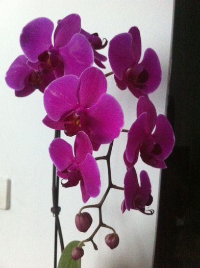 image - Orhidee