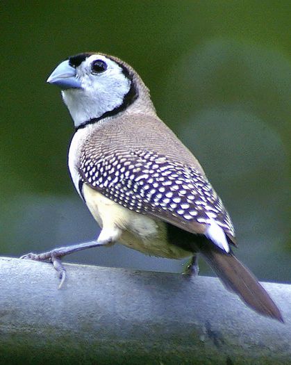 Taeniopygia bichenovii - frumuseti cu aripi