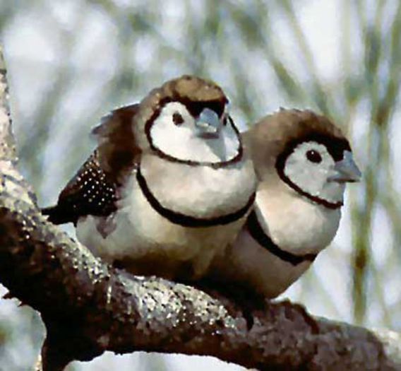 Taeniopygia bichenovii - frumuseti cu aripi