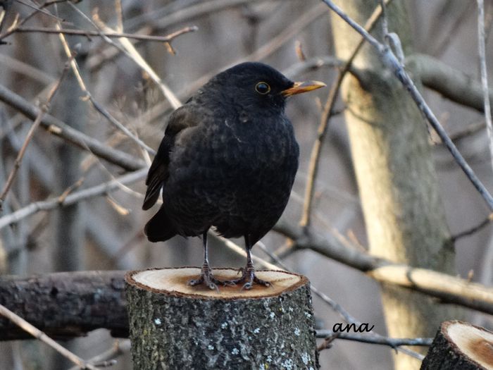 mai e mult pana vine primavara?