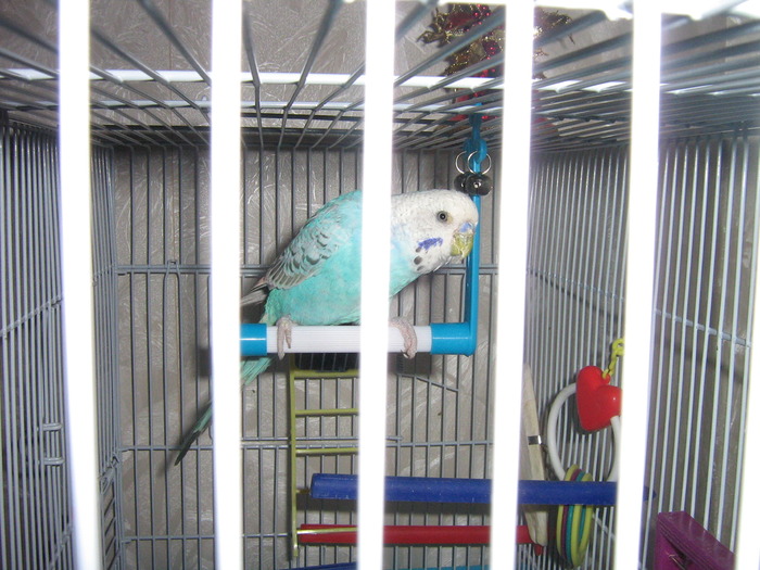 IMG_0077 - Papagalul meu dragutz