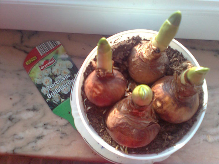 Narcise crem duble mirositoare