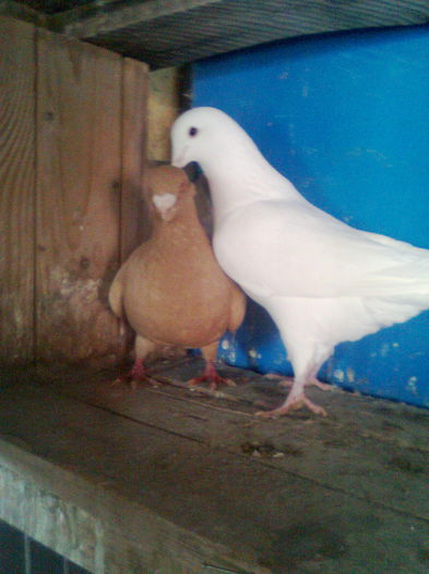 F am dat ceva la schimb